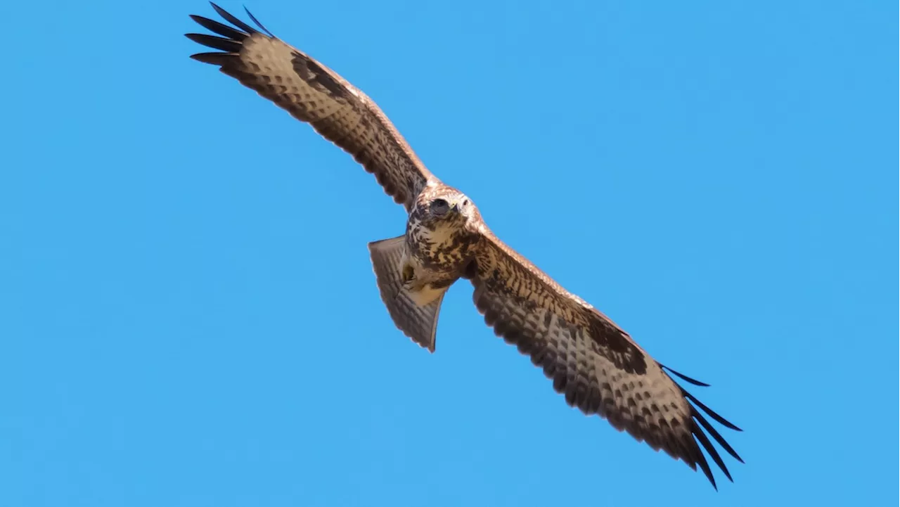 Greifvogel fliegt über Autobahn und kracht in Auto