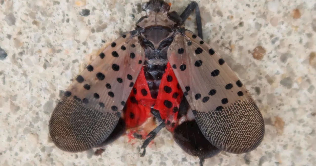 Invasive spotted lanternflies found in northern Indiana