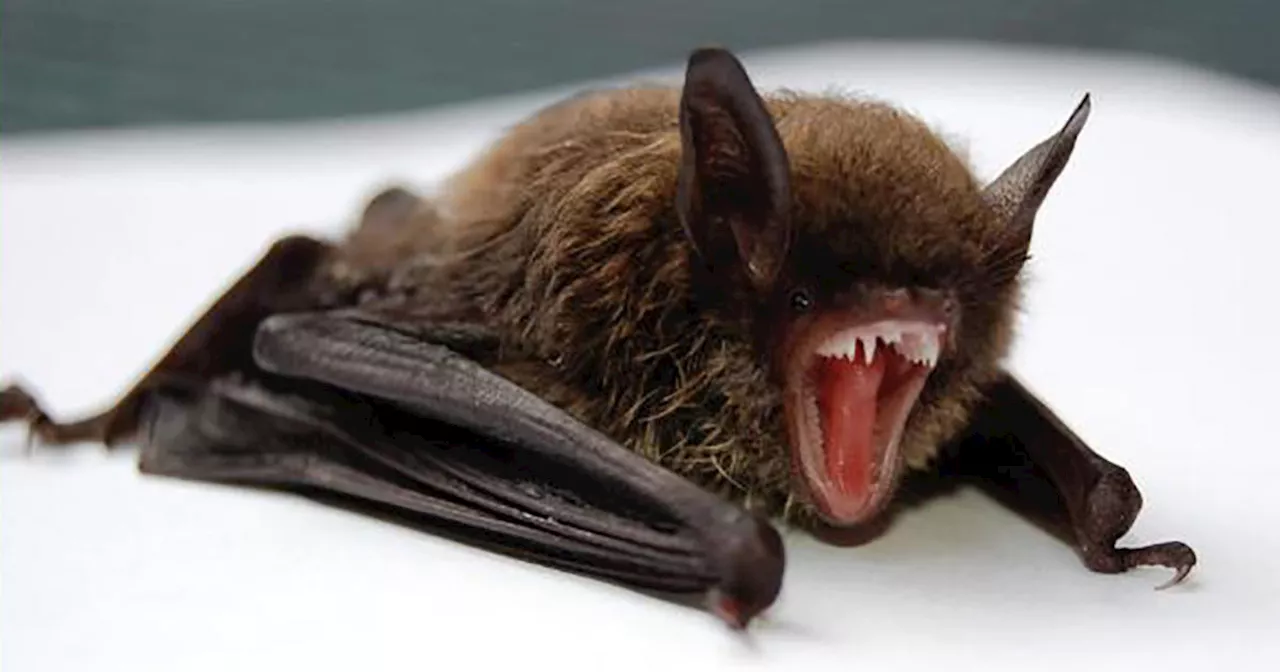 Bat with rabies found at Orange County park