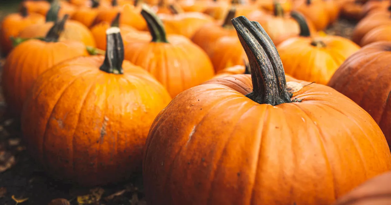 Pumpkin is a superfood packed with nutrients, dietitian says — but there are some products to avoid