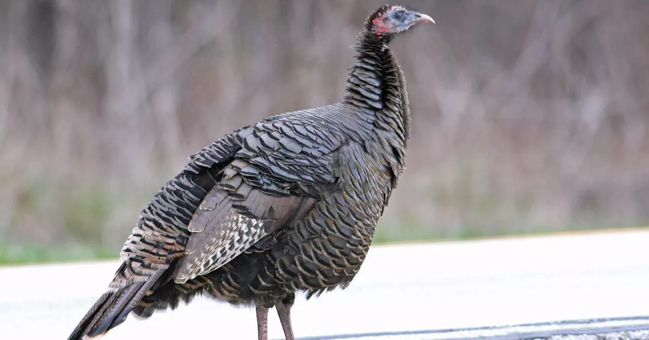 Naperville News Digest: Knoch Knolls Nature Center hosts ‘Terrific Turkeys’ program; annual Pennies for Pies donation drive underway; Will County offering fire extinguisher recycling