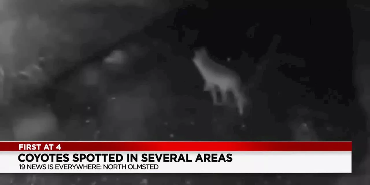 North Olmsted police share advice as coyote sightings persist