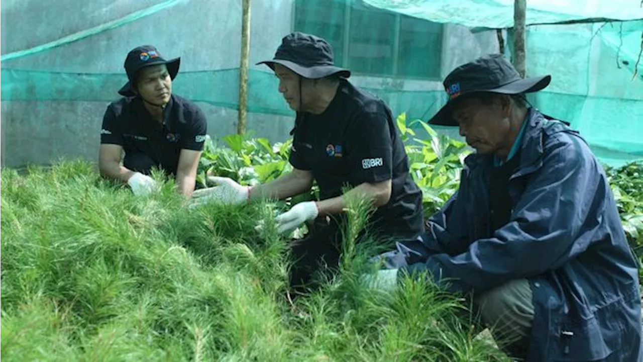 BRI Peduli 'Grow & Green' Tanam 2.500 Bibit Pohon di Samosir