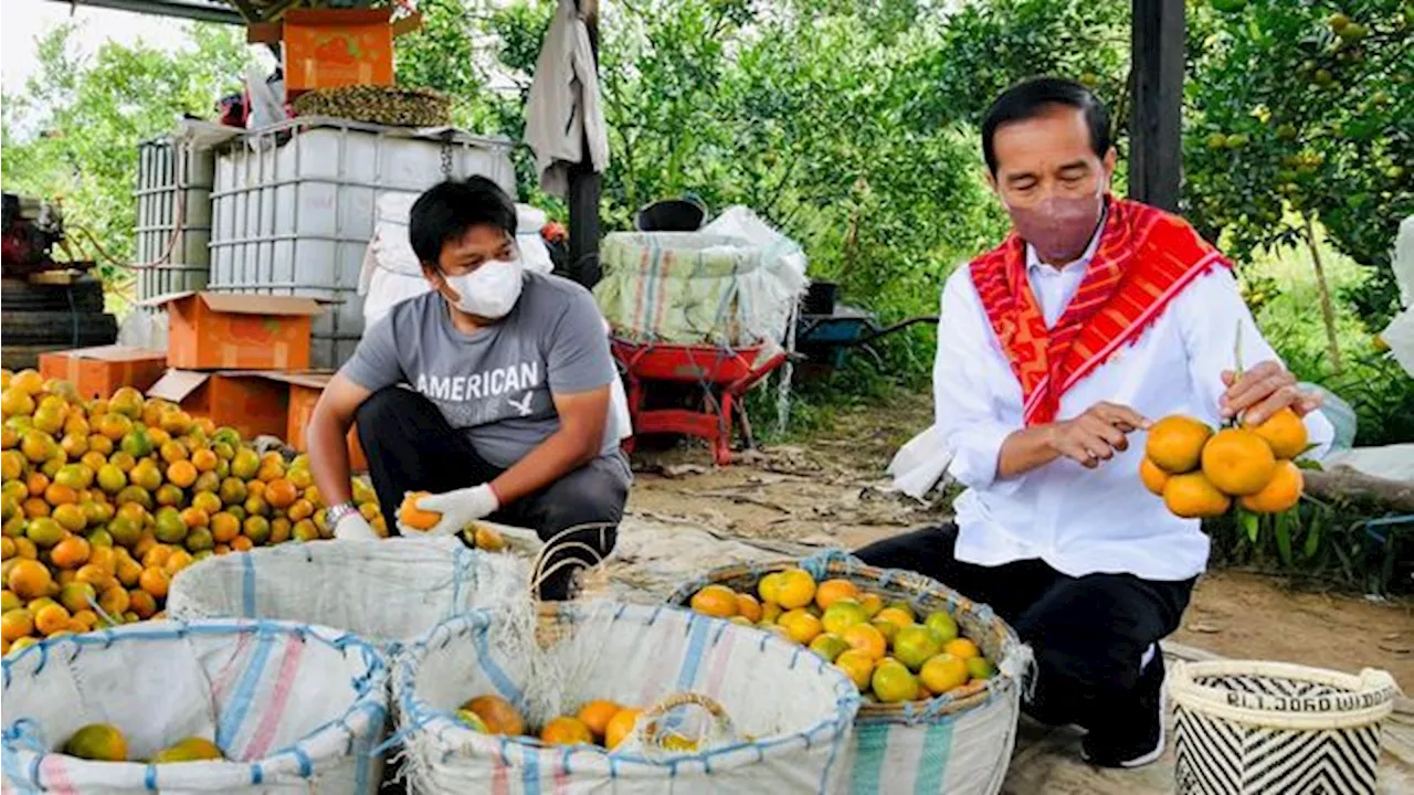 Warga Karo Akan Bangun Patung Jokowi Usai Kirim 3 Ton Jeruk ke Istana