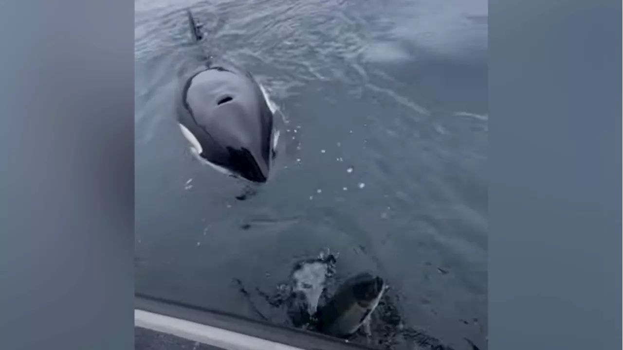 Video shows incredible orca encounter off the coast of British Columbia