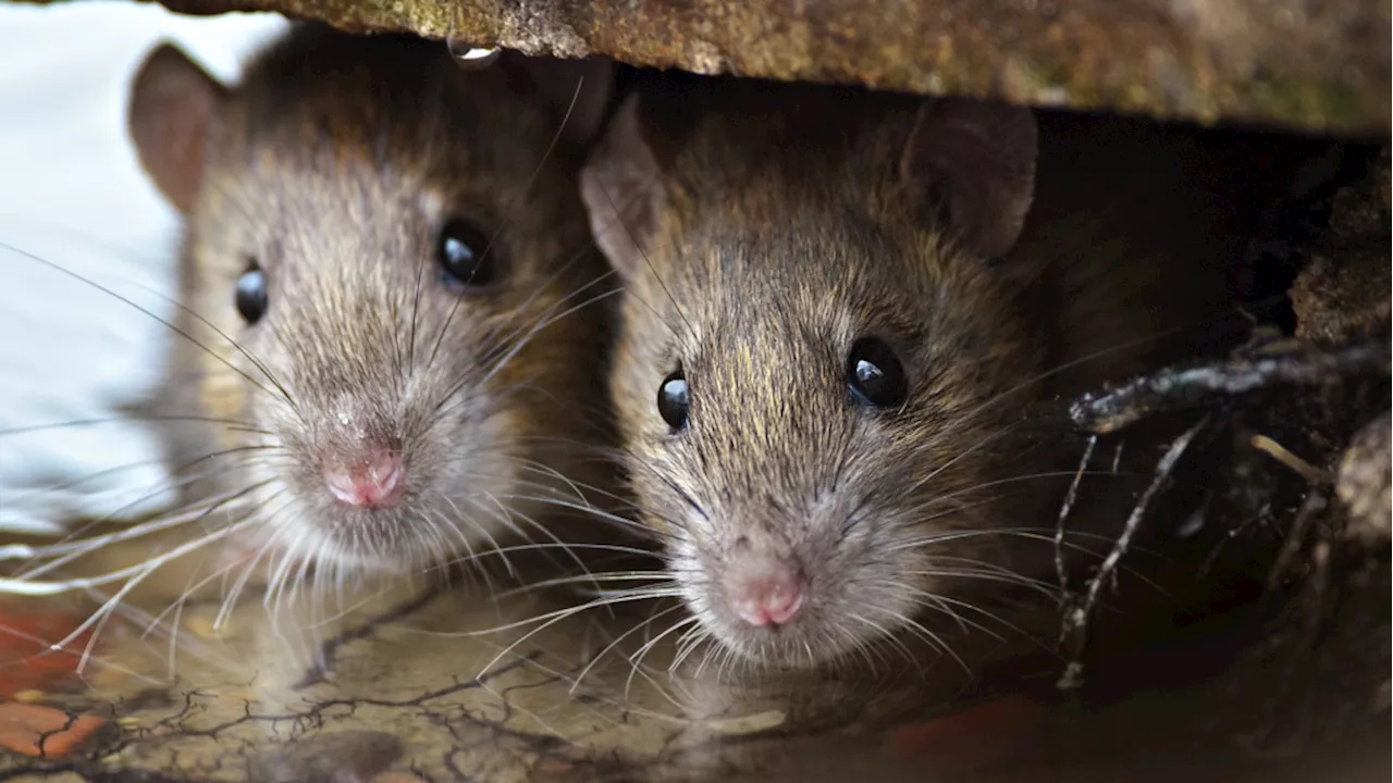 Study finds Ottawa as one of the 'rattiest' cities in Canada