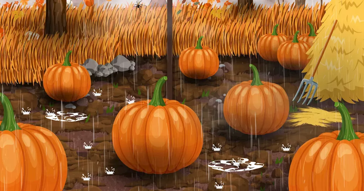 Only 'sharp eyed' individuals can spot footballs hidden in spooky pumpkin patch