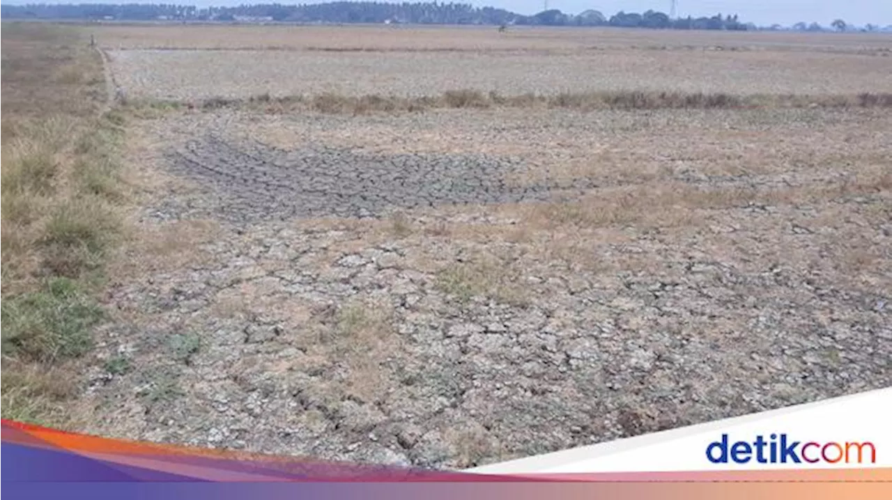 Sawah di Tangerang Mengering, Dulu Ditanami Padi Kini Jadi Tanah Retak Ditinggal Petani