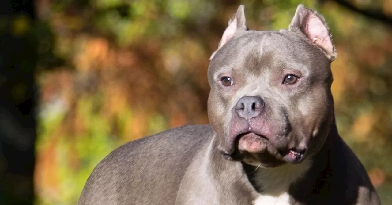 One thing all XL bully owners must do as breed to be banned