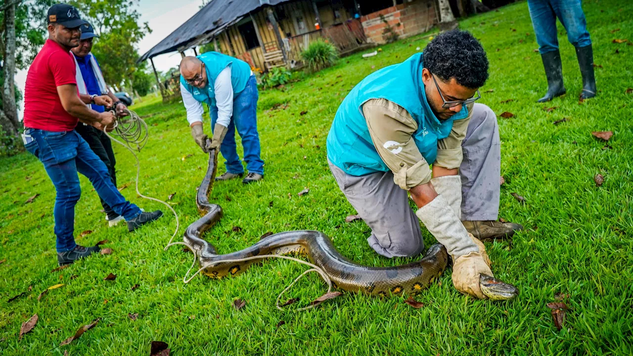 Rescatan una anaconda de cuatro metros en el Meta