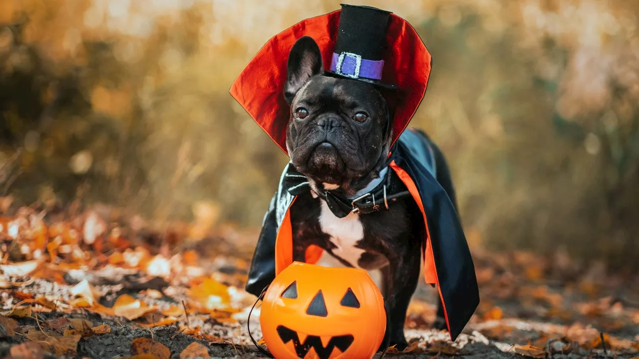 The Best Last-Minute Dog Halloween Costume Ideas to Put a Spell on Everyone: Hocus Pocus, Baby Yoda and More