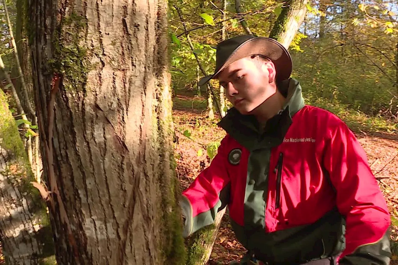 Recherche techniciens forestiers désespérément, l'Office national des forêts en quête de nouveaux talents en F