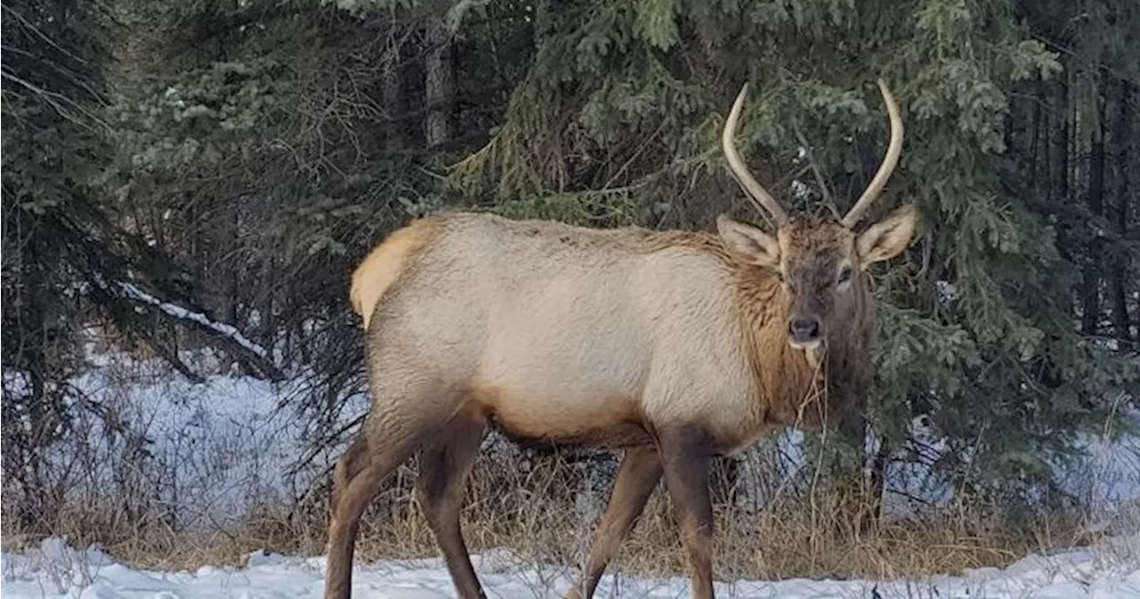 3rd First Nation group wants use of Jasper National Park, saying they were evicted in 1911