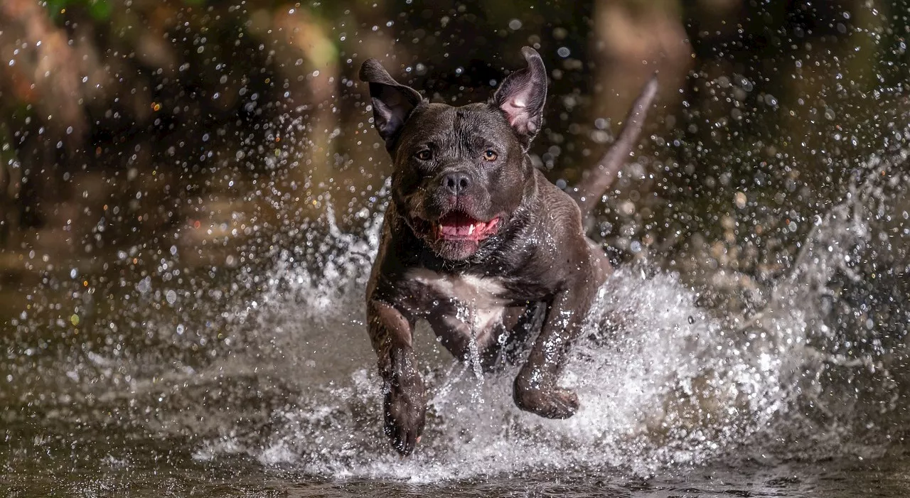 Pitbull, cani American Bully vietati in Gran Bretagna dopo una serie di attacchi: «Troppo pericolosi»