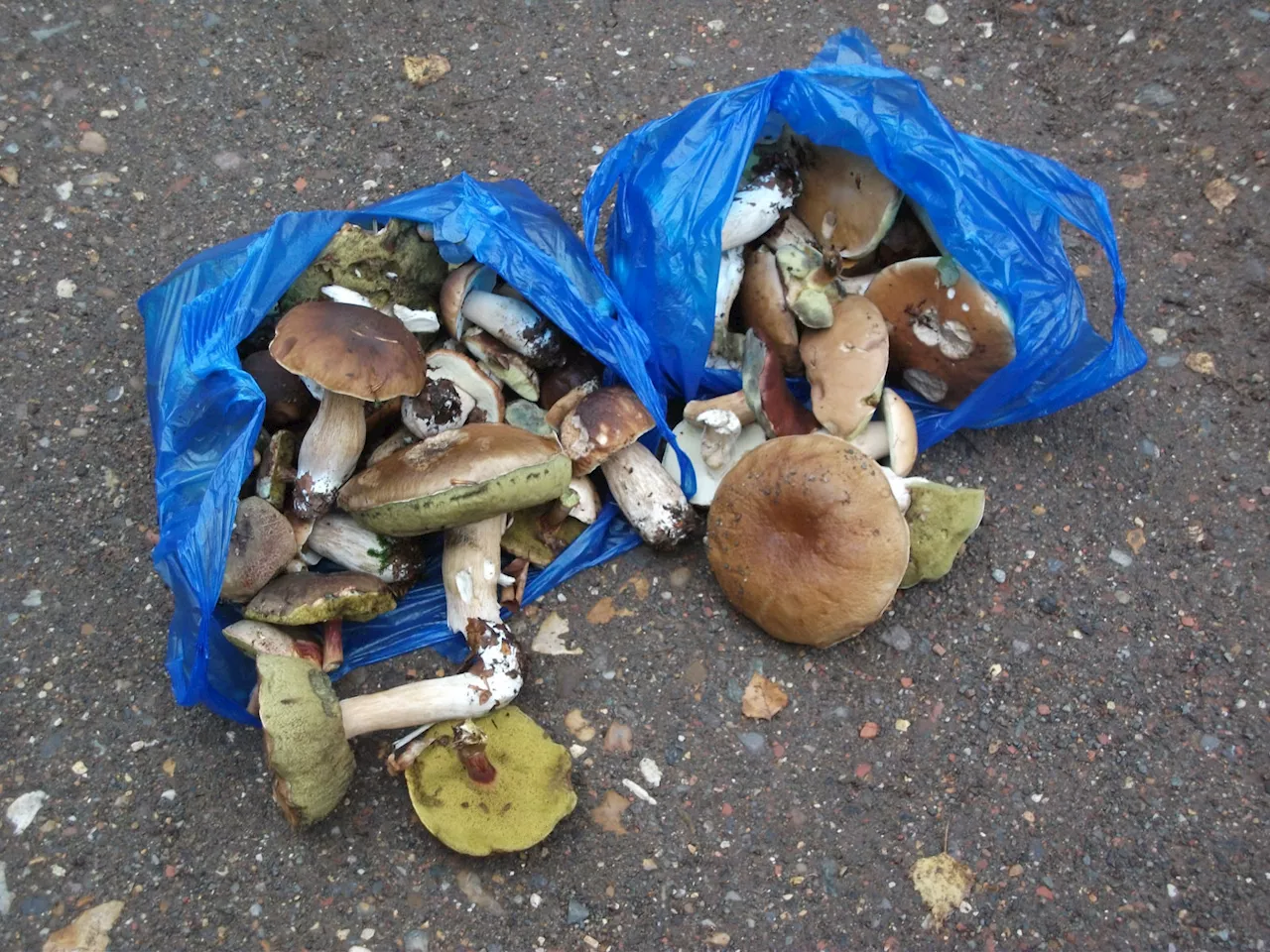 Foragers asked not to pick mushrooms in Epping Forest