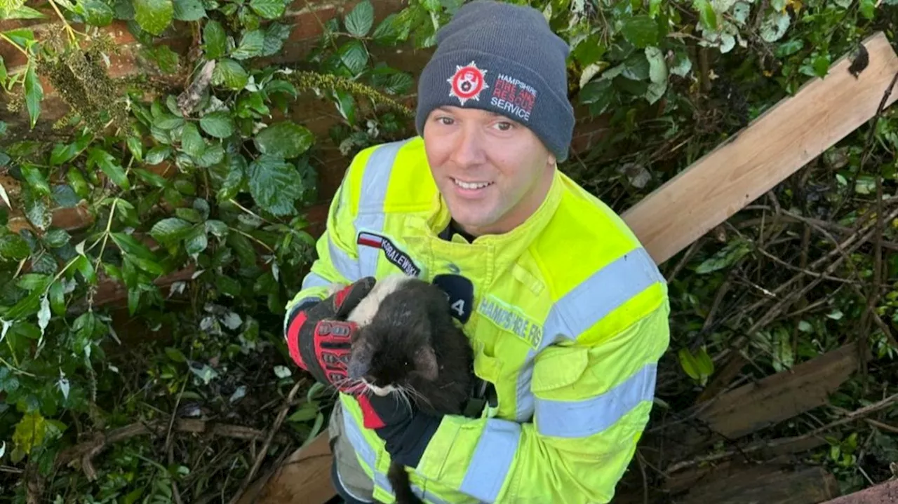 Hampshire firefighters rescue cat trapped behind wall for days in Southsea