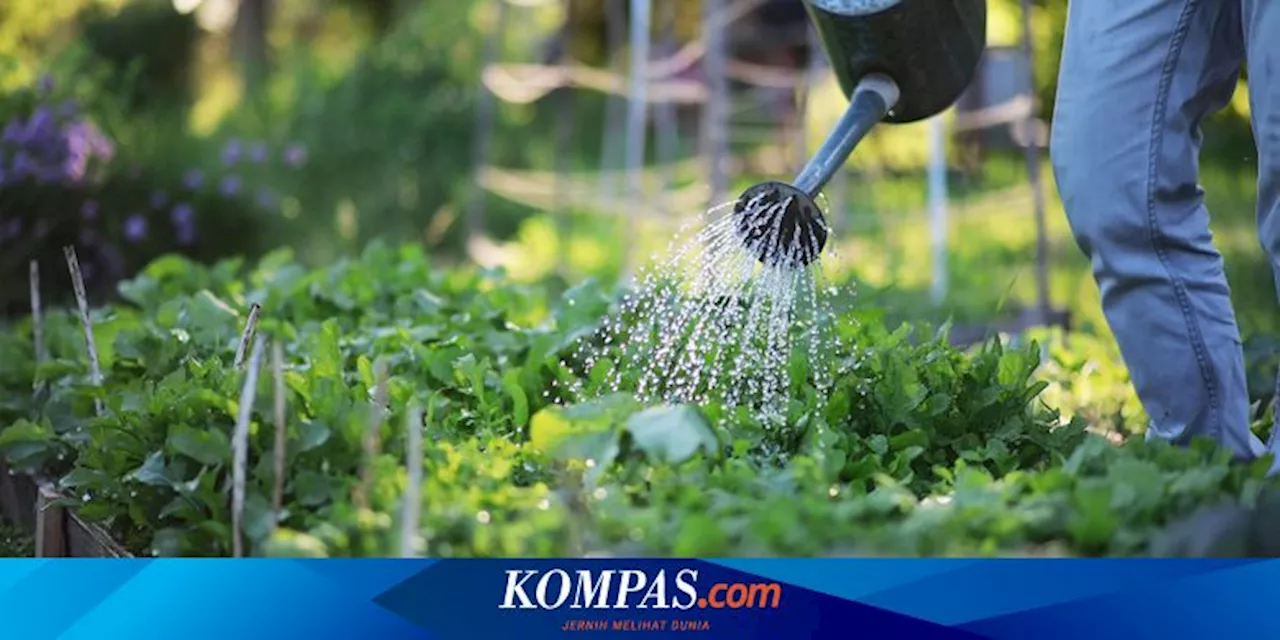 7 Kesalahan Menyiram Tanaman Sayur yang Dapat Merusak Kebun