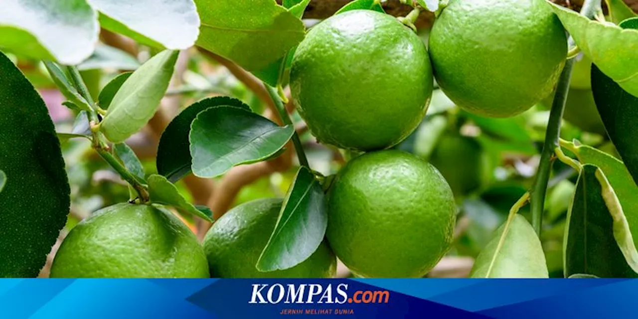 Penyebab Jeruk Nipis Berwarna Kuning, Bisakah Dikonsumsi?