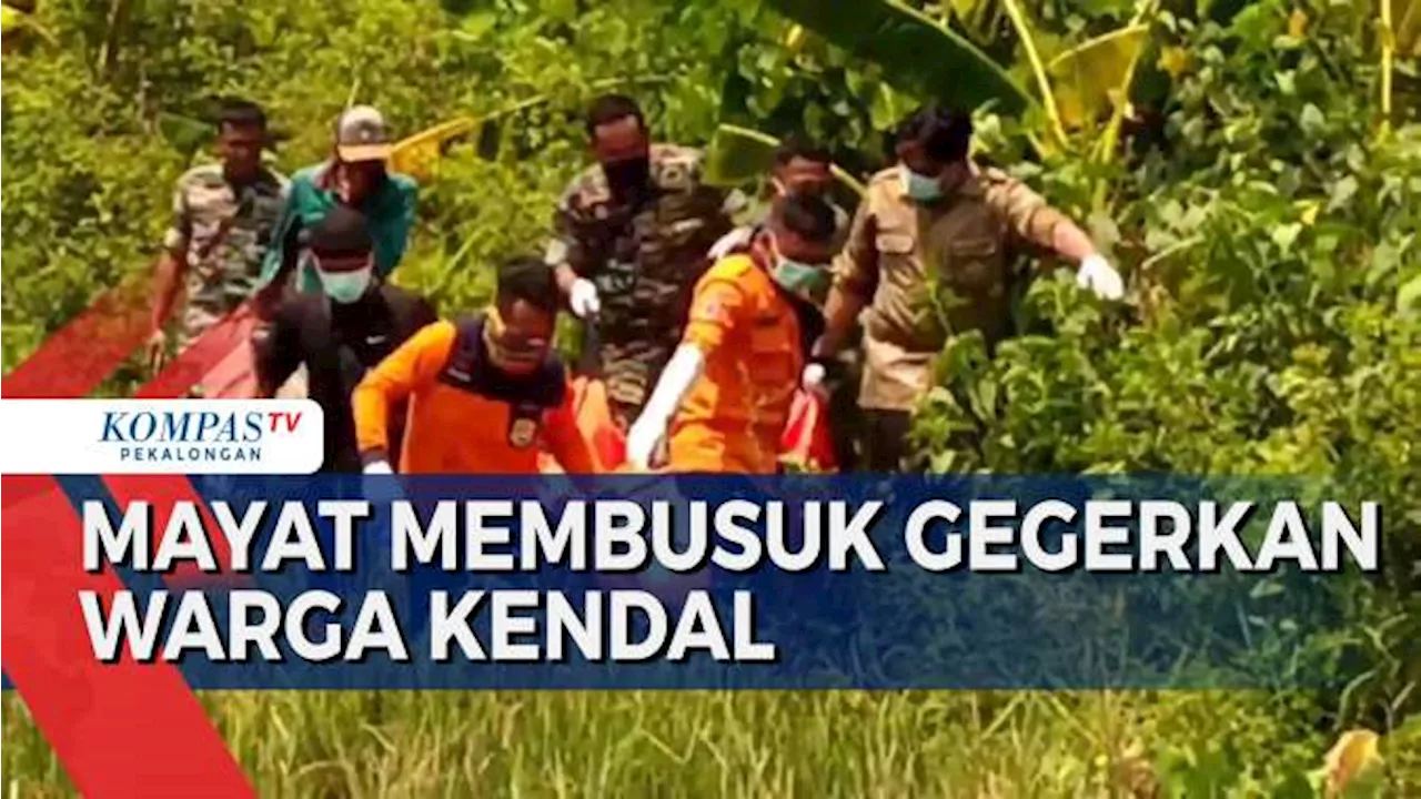 Mayat Laki-laki Membusuk di Sawah Weleri Kendal, Diduga Meninggal 2 Hari Lalu