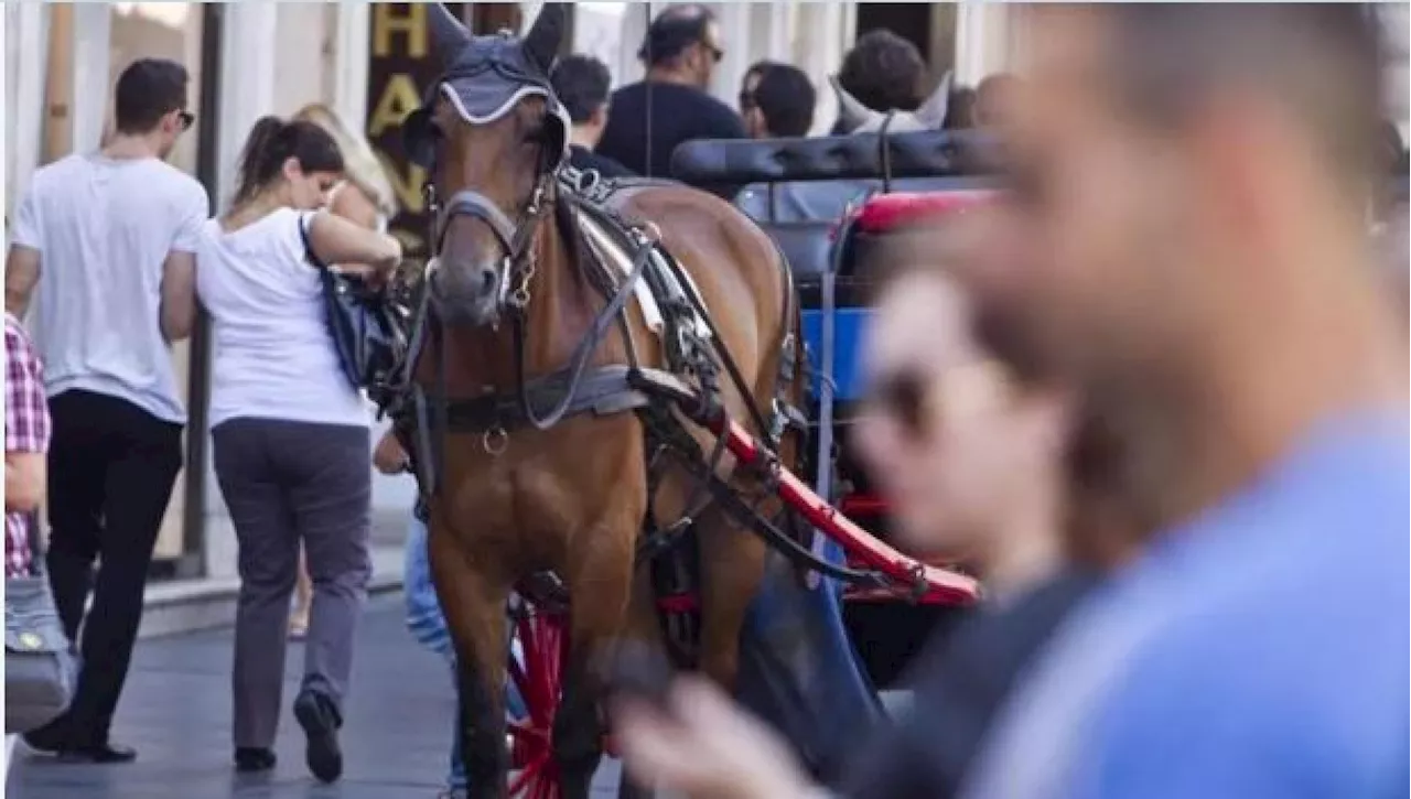 Roma, un cavallo delle botticelle morde una donna al braccio in piazza di Spagna. La vittima: “Vanno abolite”…