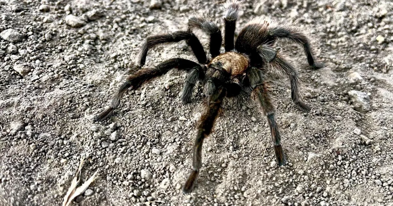 Love-seeking tarantula causes crash in Death Valley; motorcyclist is hospitalized