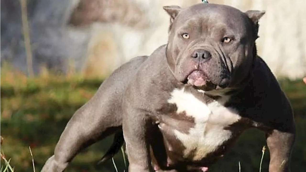 Les chiens American Bully XL interdits au Royaume-Uni après plusieurs attaques