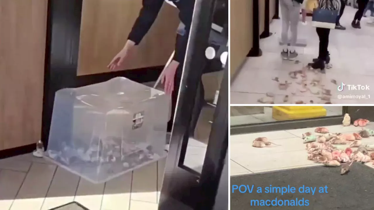 More mice released in McDonald's: Second restaurant targeted day after Palestine activist targets chain...