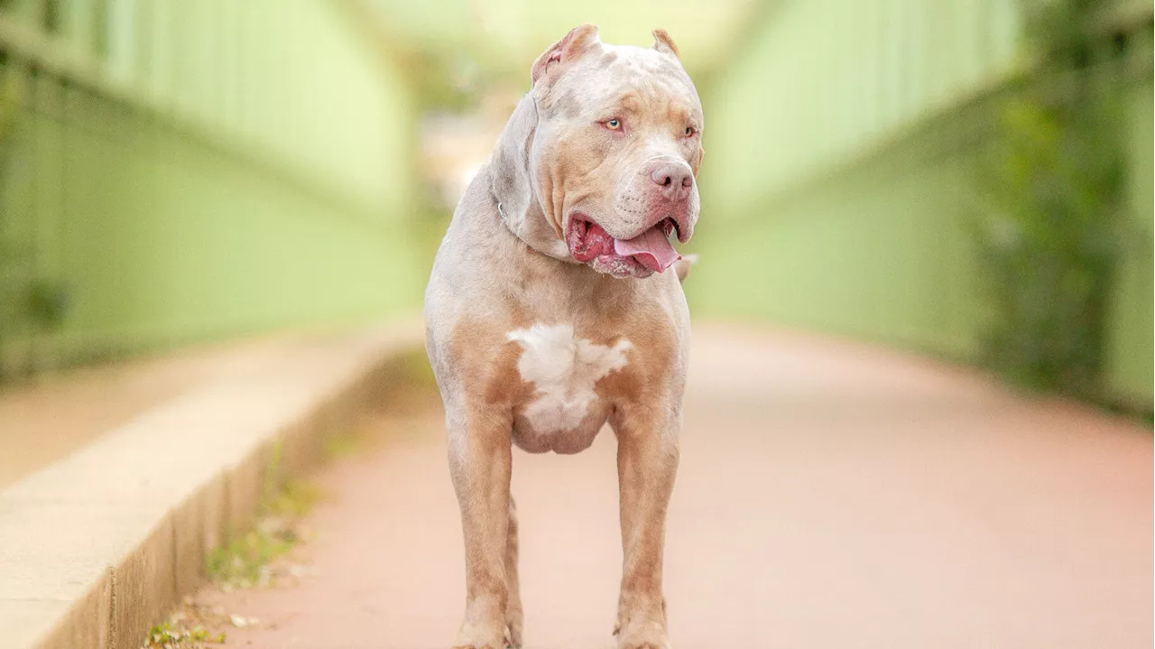 Au Royaume-Uni, le gouvernement va bannir cette race de chiens après une série d’attaques