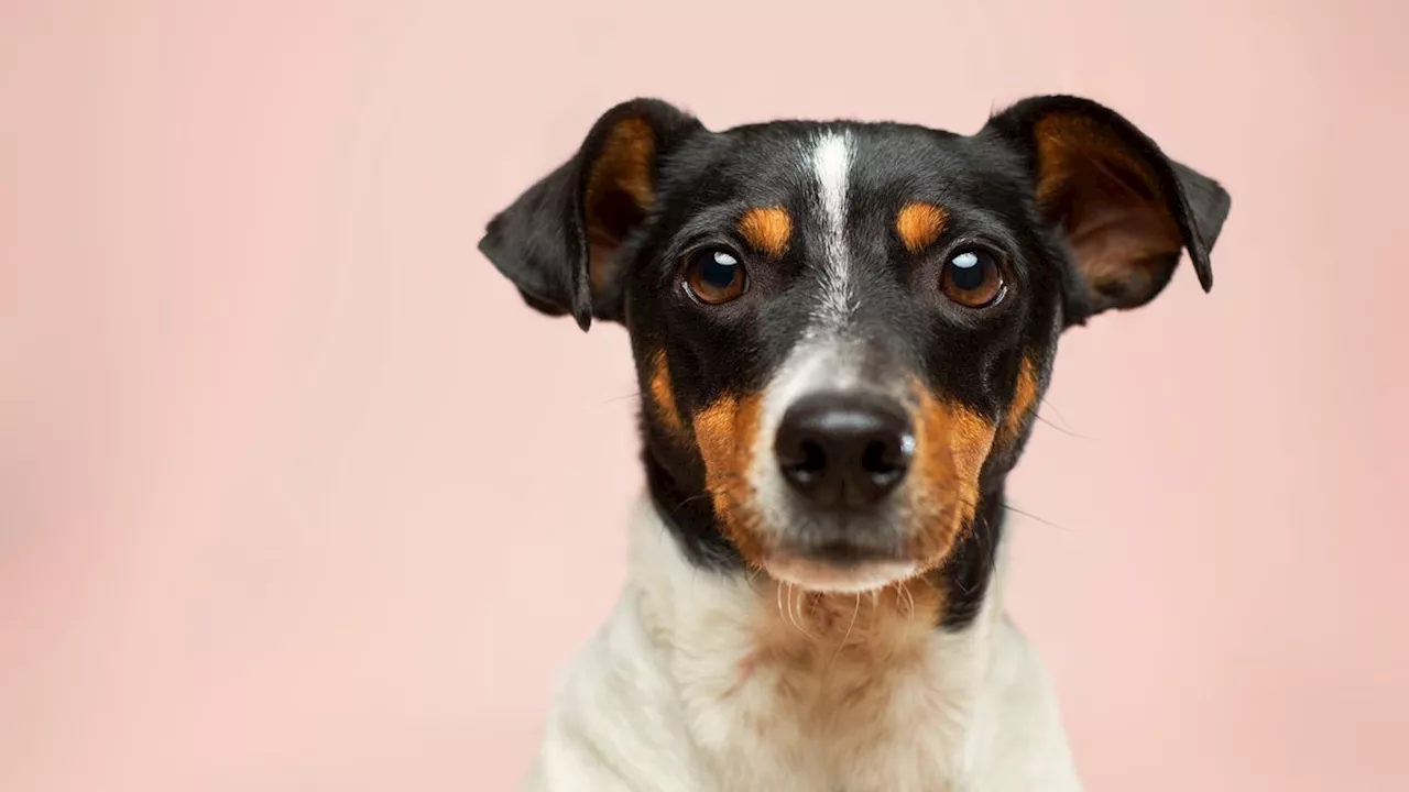 Mon chien n’a plus d’appétit: faut-il appeler le vétérinaire?