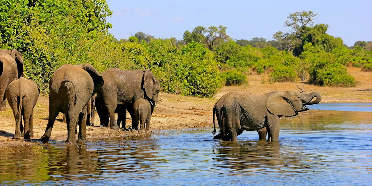 Croisière-safari en Afrique australe : le parc de Chobe, royaume des éléphants