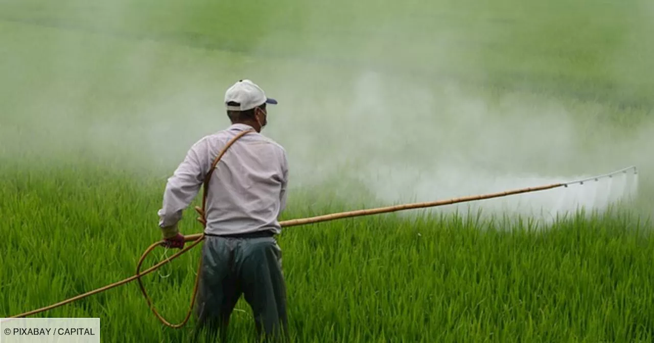 Pesticides : la France veut réduire leur usage de moitié à l'horizon 2030