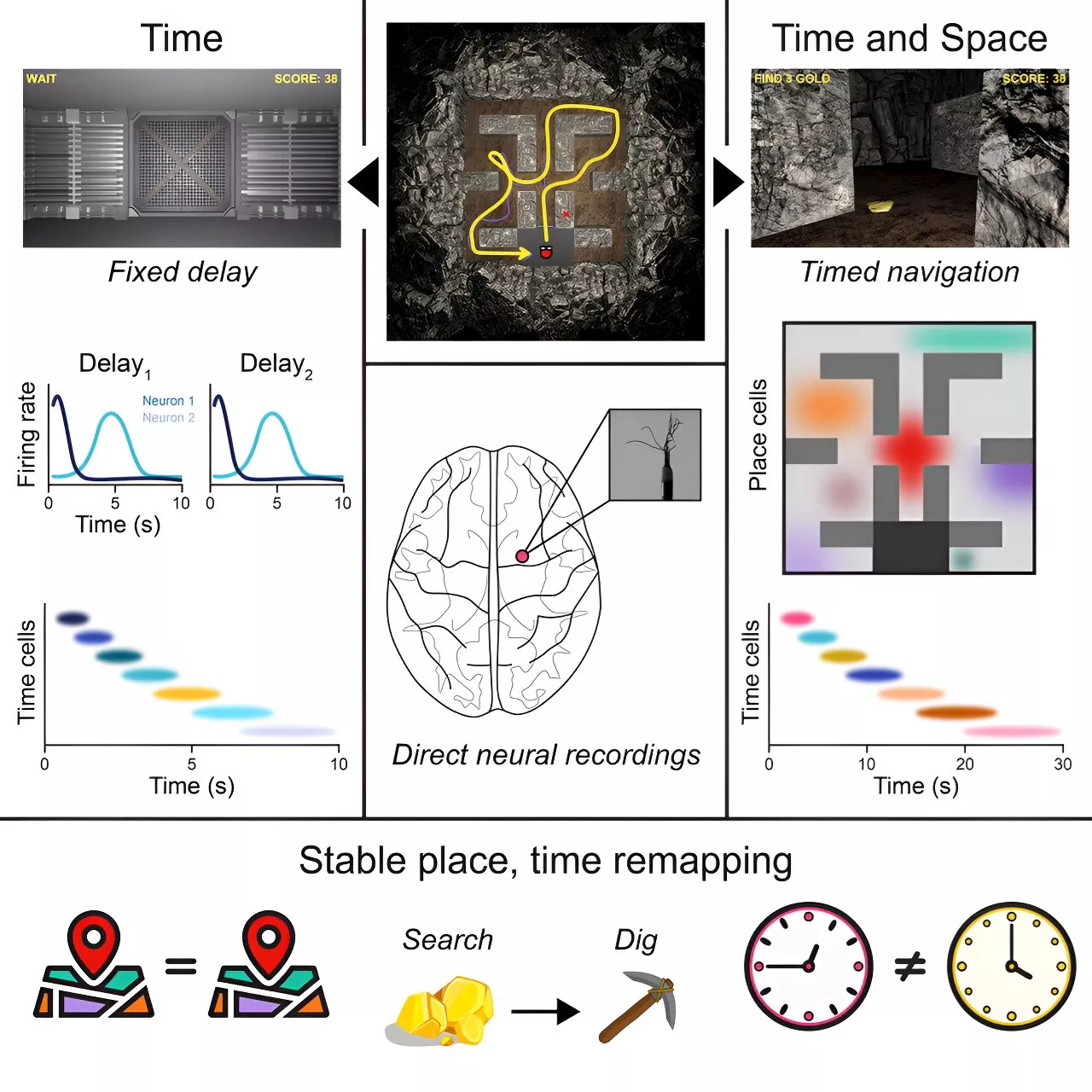 Neurons sync up to track humans in context