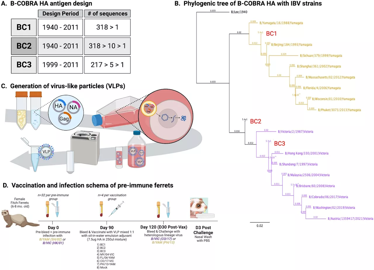 Next-generation influenza B vaccines provide broad and long-lasting protection against flu viruses in preclinical tests