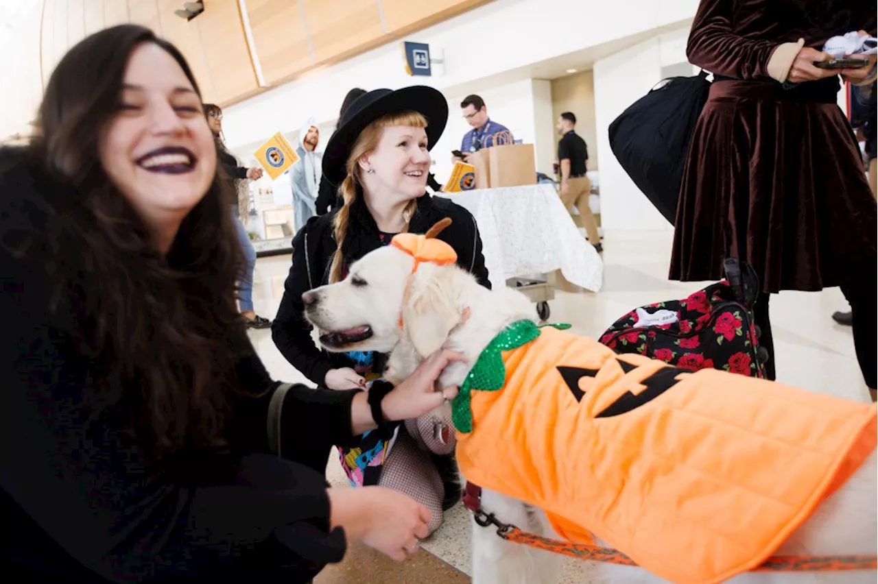 Photos: A furry, tail wagging Halloween parade welcomes travelers at San Jose Mineta International Airport