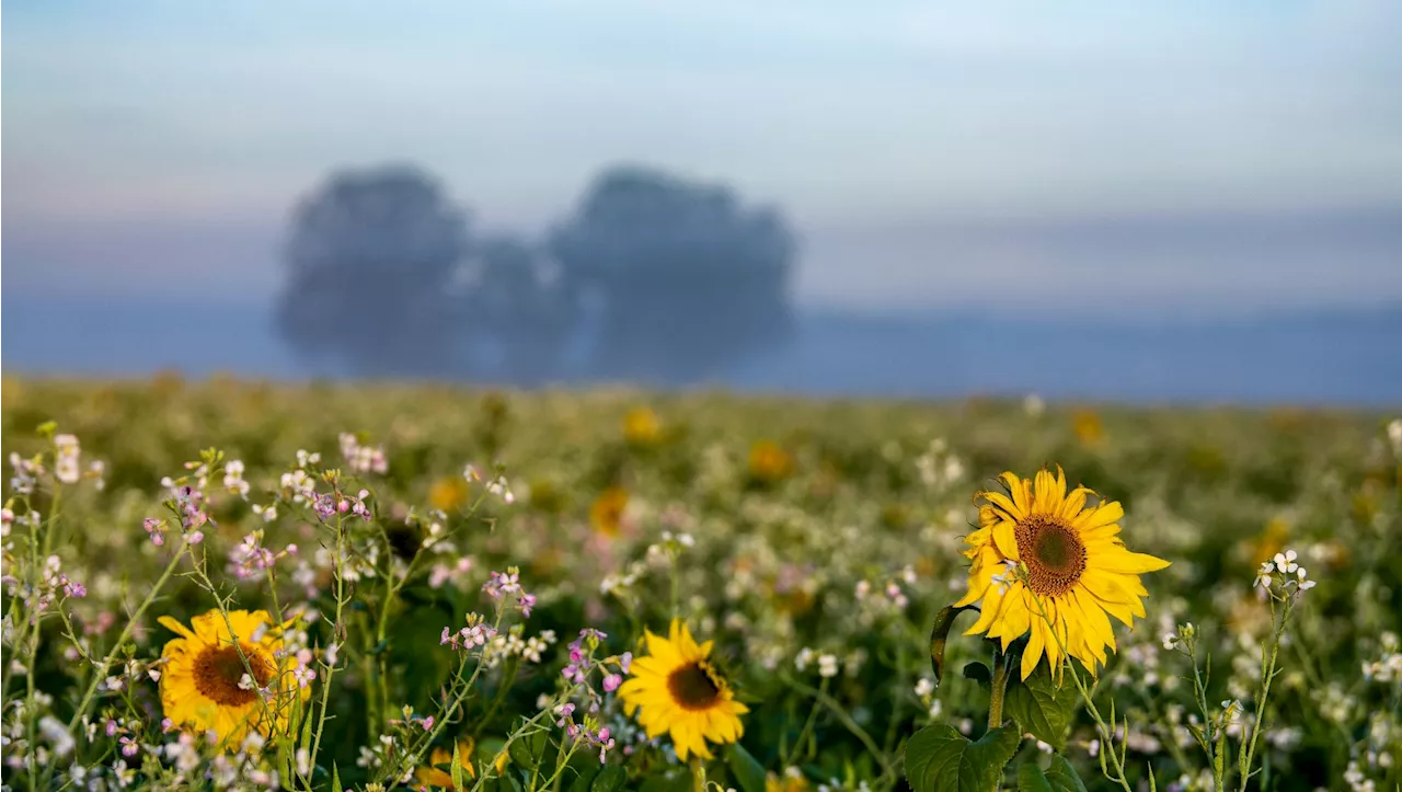 Sonniger Feiertag und milde Temperaturen in Bayern erwartet