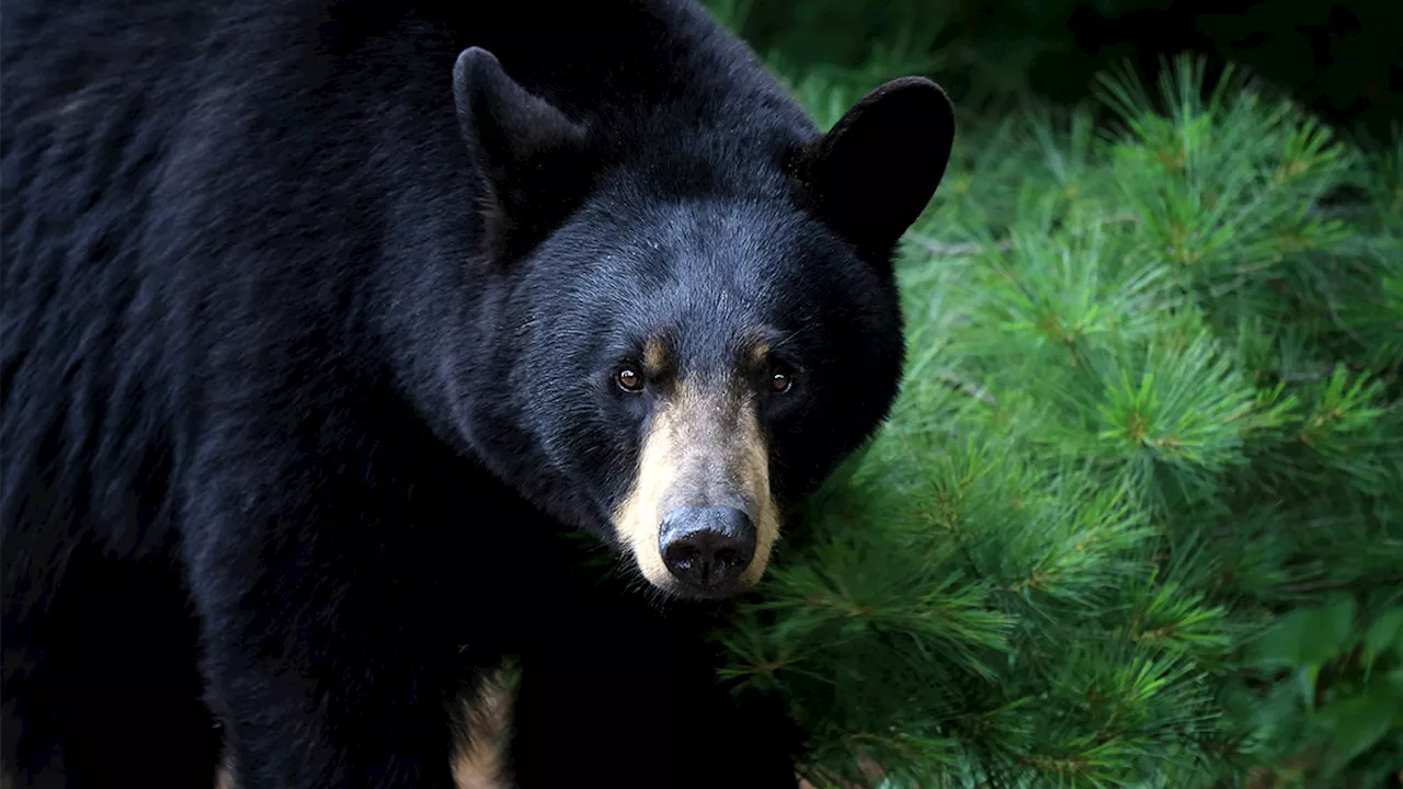 Whitman police issue warning to trick-or-treaters after bear sighting