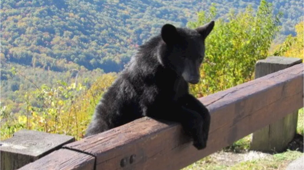 Blue Ridge Parkway temporarily closes section due to unsafe human-bear encounters