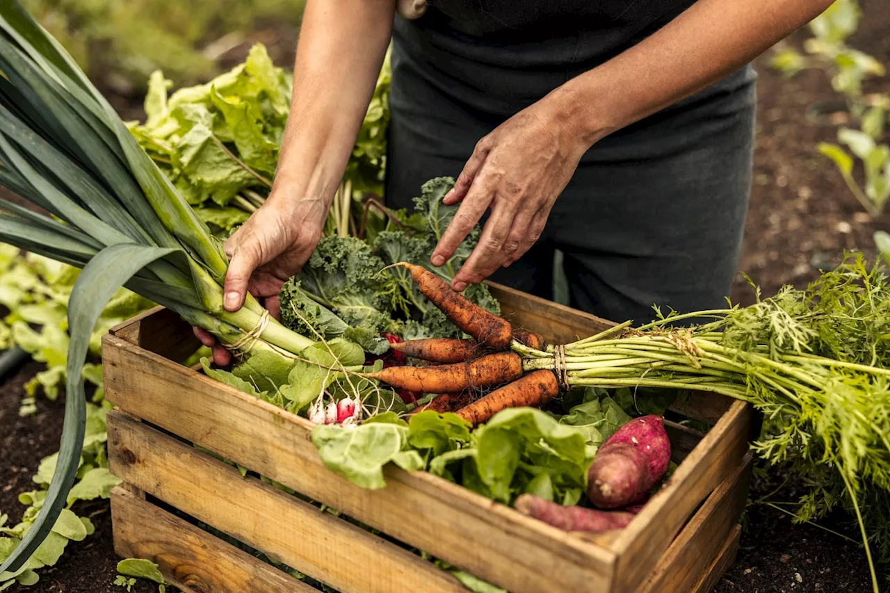 Study: Simple Dietary Substitutions Can Reduce Carbon Footprints and Improve Dietary Quality in the US