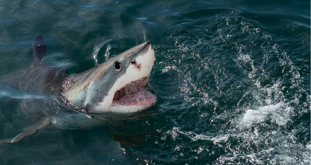 Surfer Killed by 13-ft Great White Shark, Witnesses Fear: 'He Grabbed Him'