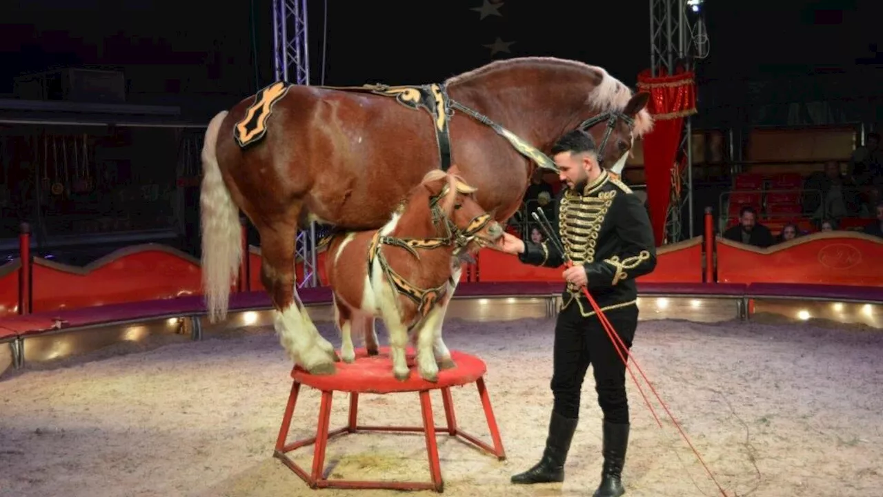 Circus Alex Kaiser gastierte in Neulengbach