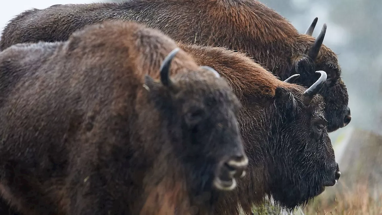 Mecklenburg-Vorpommern: Viel Nachwuchs bei Wisenten: Rund 10.500 Tiere in Europa