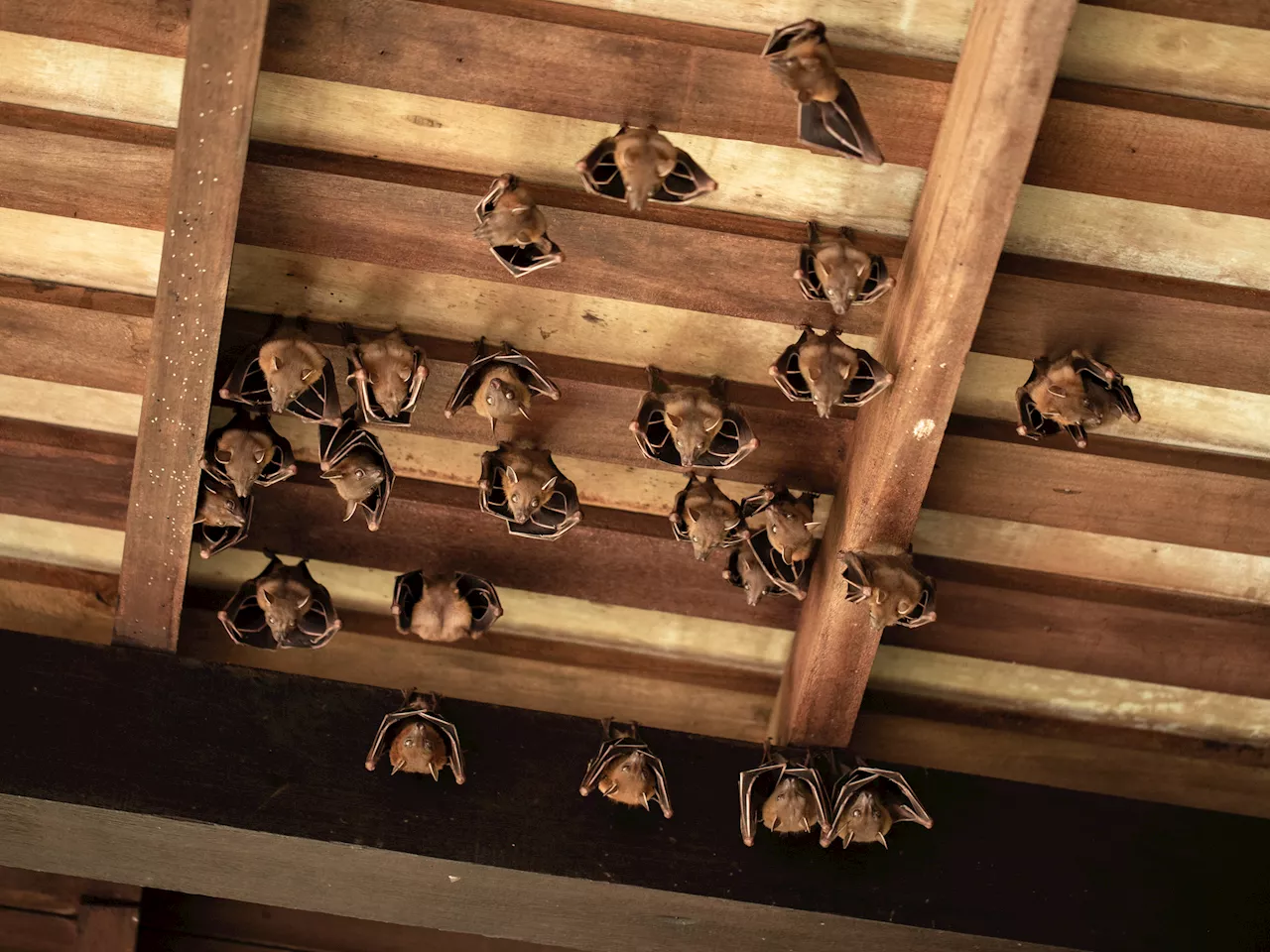 Bat infestation turned Airbnb rental into 'house of horrors': suit