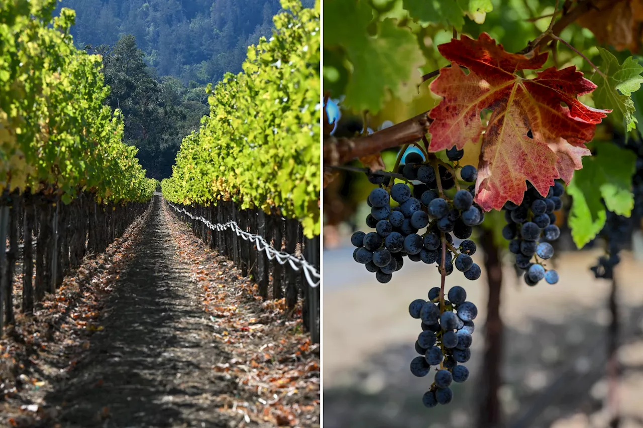 Weather has Napa winemakers walking fine line between spectacular vintage and rot with late harvest