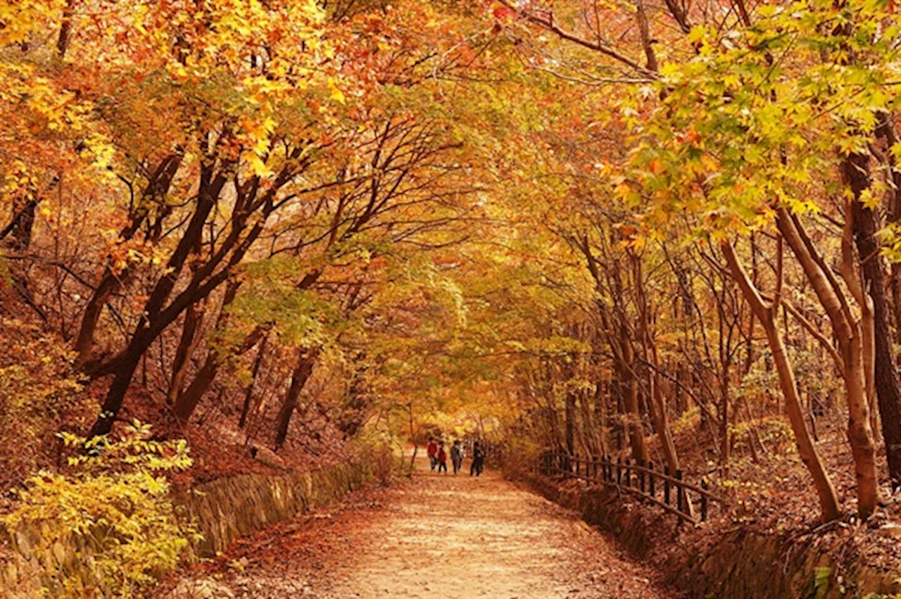 [사진] 북한산 우이령 길 단풍, 대단합니다