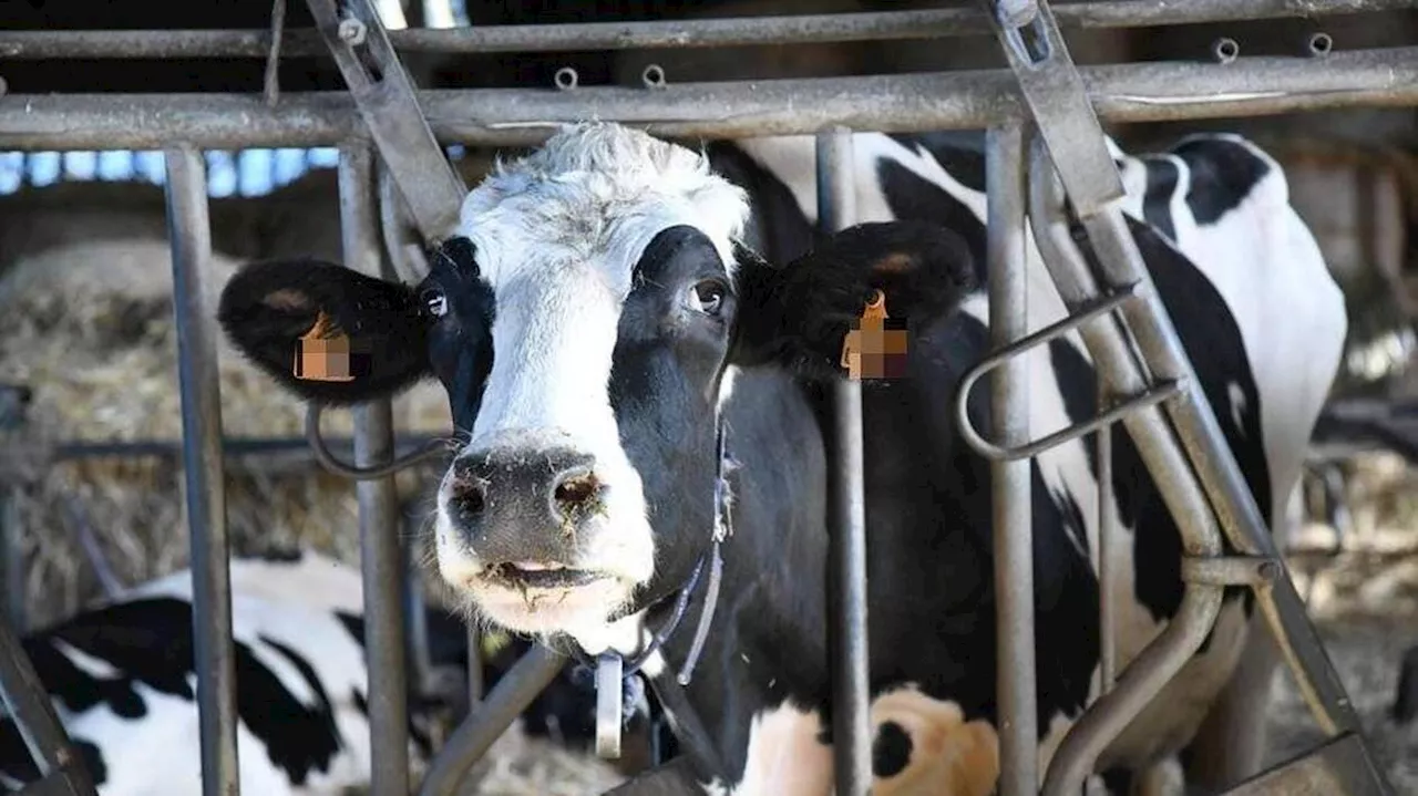 La maladie hémorragique épizootique (MHE) gagne du terrain dans le sud de la France