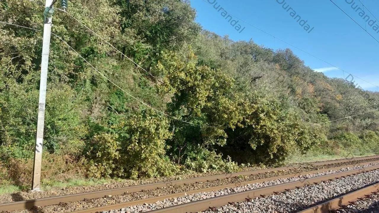 Trafic TER perturbé entre Nantes et Angers : un arbre est couché sur la caténaire