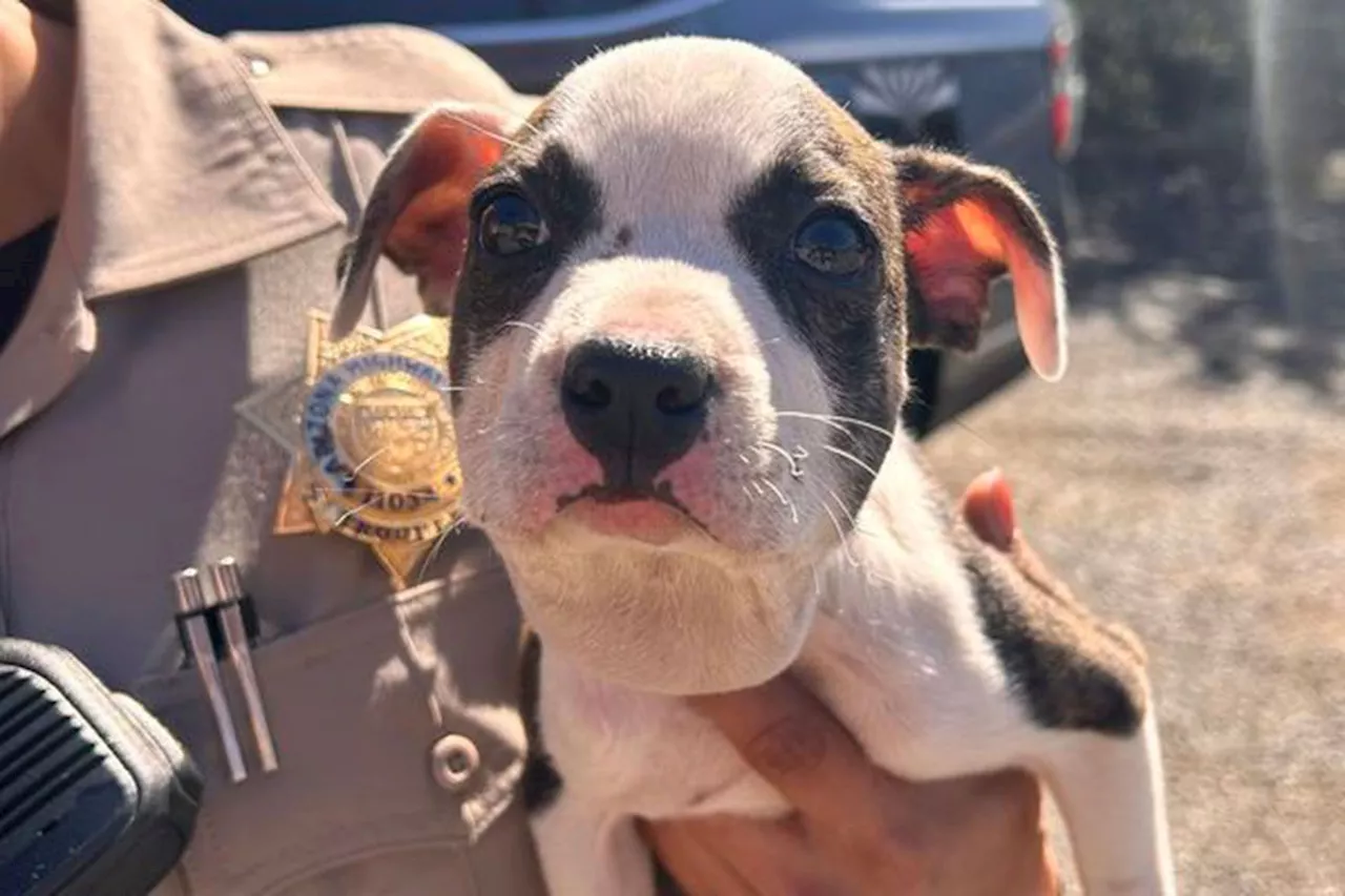 Truck Driver Saves Puppy Abandoned with Zip Tie Around its Neck from Arizona Highway