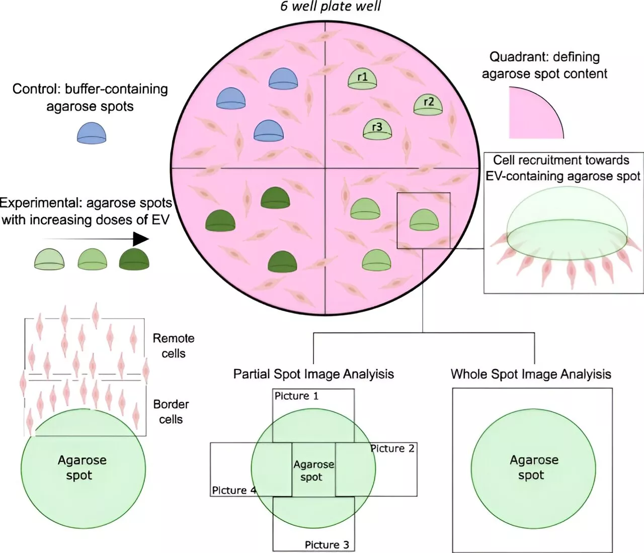 Agarose-based method shows potential in understanding extracellular vesicles' role in cancer metastasis