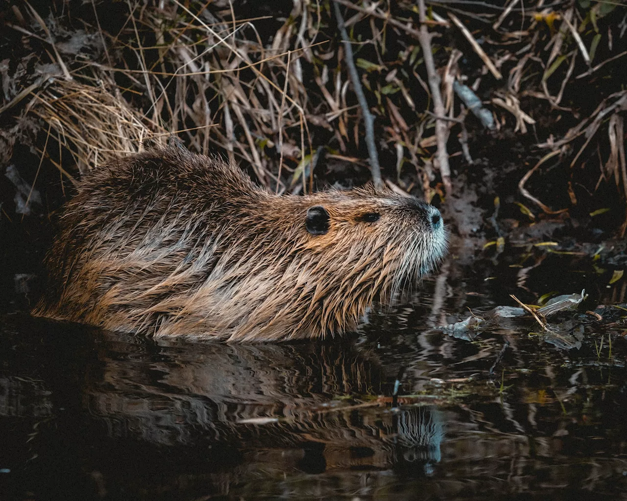 Beaver family that moved into Seattle park may complicate salmon-spawning journey