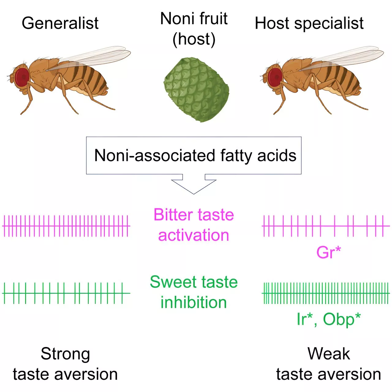 Researchers discover how a fly species gained sole access to a fruit in the Seychelles